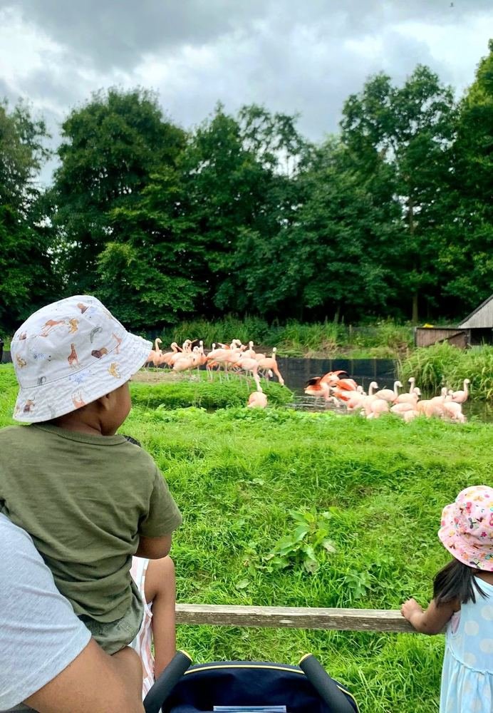 Children in sun hats watching a flock of flamingos.