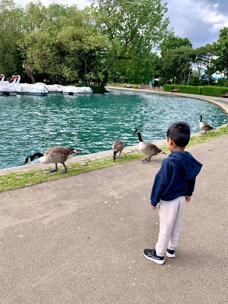A small child in a navy hoodie watching Canada geese beside a park lake.