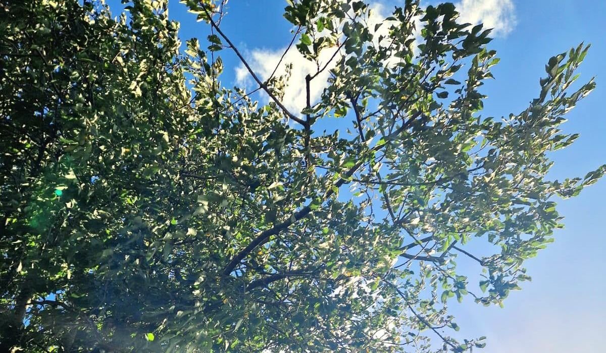 Sunlight breaking through the green leaves of a tree against a blue sky.
